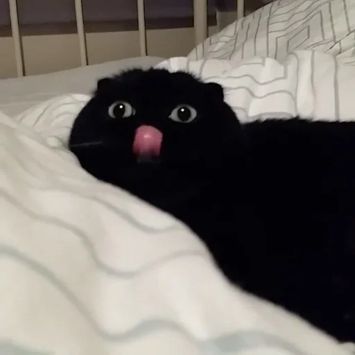 ✨ Стикер «cats mood» для Telegram