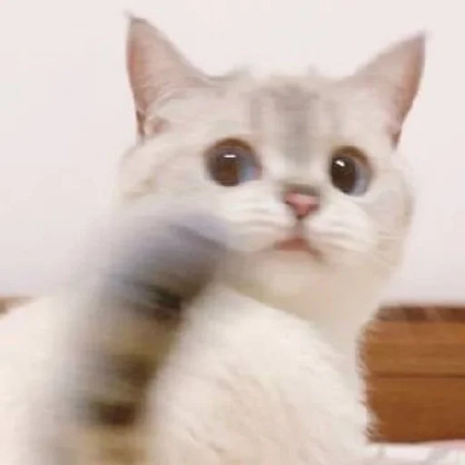 ✨ Стикер «cats mood» для Telegram