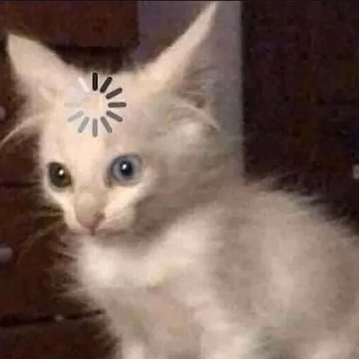 ✨ Стикер «cats mood» для Telegram