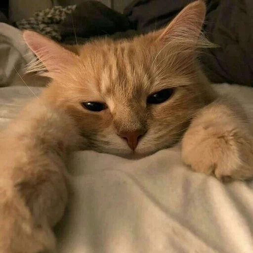 ✨ Стикер «cats mood» для Telegram