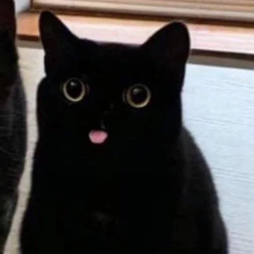 ✨ Стикер «cats mood» для Telegram