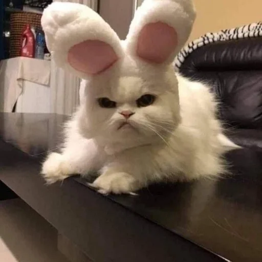 Стикерпак cats mood для Telegram