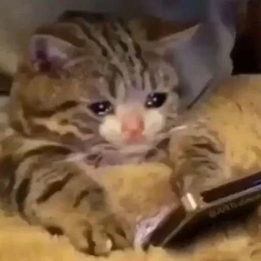 ✨ Стикер «cats mood» для Telegram