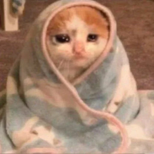 ✨ Стикер «cats mood» для Telegram