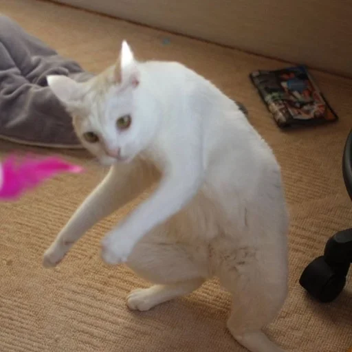 ✨ Стикер «cats mood» для Telegram