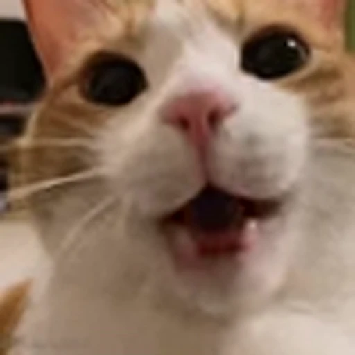 🥱 Эмодзи «Cutie Cats» для Telegram