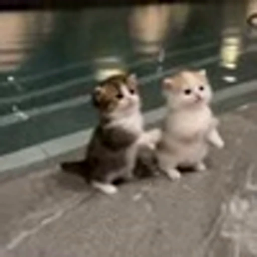 💃 Эмодзи «Cutie Cats» для Telegram
