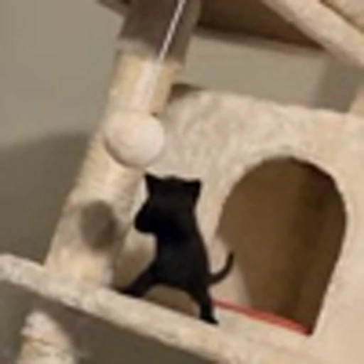 🕺 Эмодзи «Cutie Cats» для Telegram