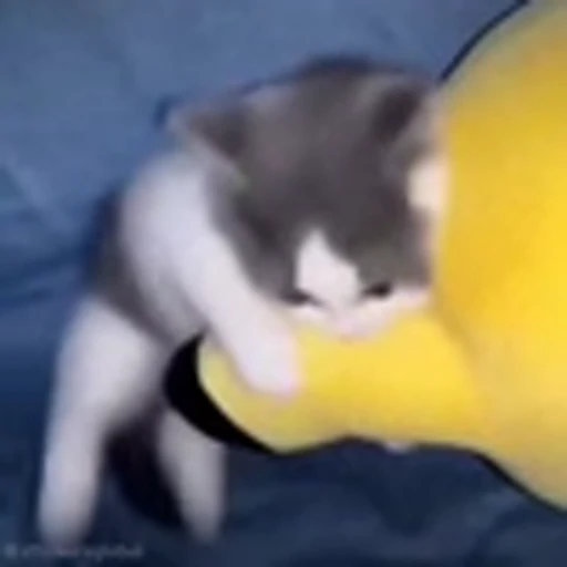😠 Эмодзи «Cutie Cats» для Telegram