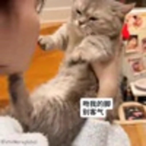 😘 Эмодзи «Cutie Cats» для Telegram