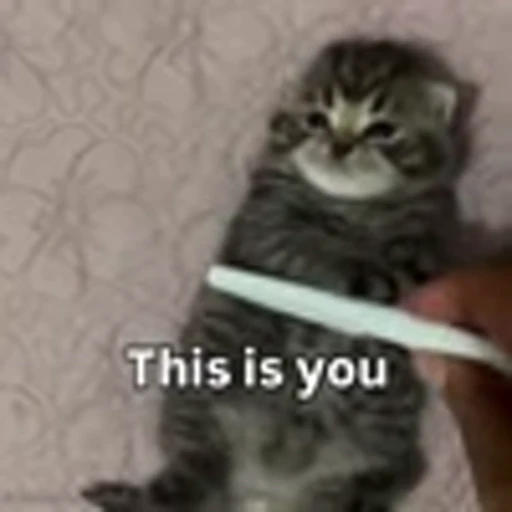 🤗 Эмодзи «Cutie Cats» для Telegram