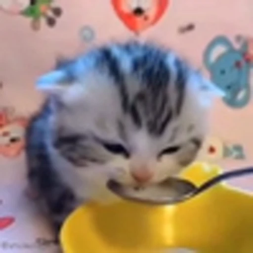 😋 Эмодзи «Cutie Cats» для Telegram