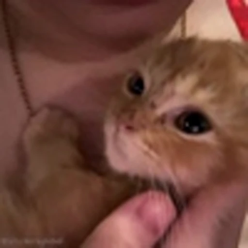 😘 Эмодзи «Cutie Cats» для Telegram