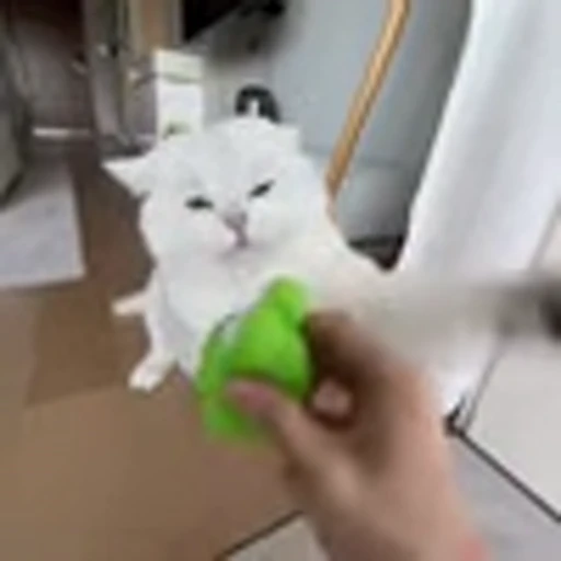 👊 Эмодзи «Cutie Cats» для Telegram