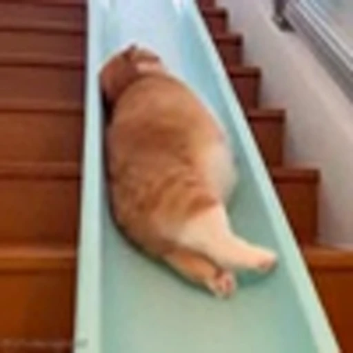 😂 Эмодзи «Cutie Cats» для Telegram