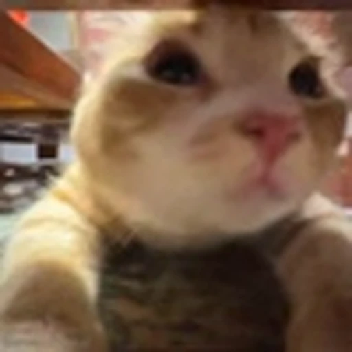 👀 Эмодзи «Cutie Cats» для Telegram
