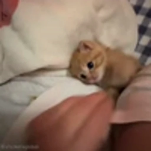 😂 Эмодзи «Cutie Cats» для Telegram
