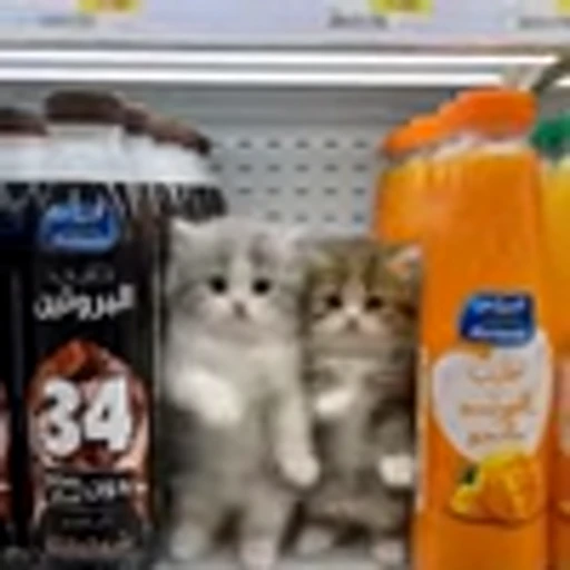 💃 Эмодзи «Cutie Cats» для Telegram