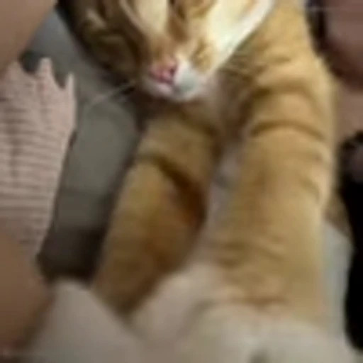 😁 Эмодзи «Cutie Cats» для Telegram