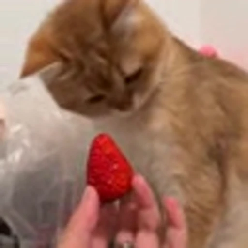 🙁 Эмодзи «Cutie Cats» для Telegram