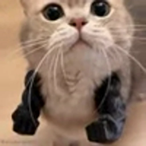 💪 Эмодзи «Cutie Cats» для Telegram