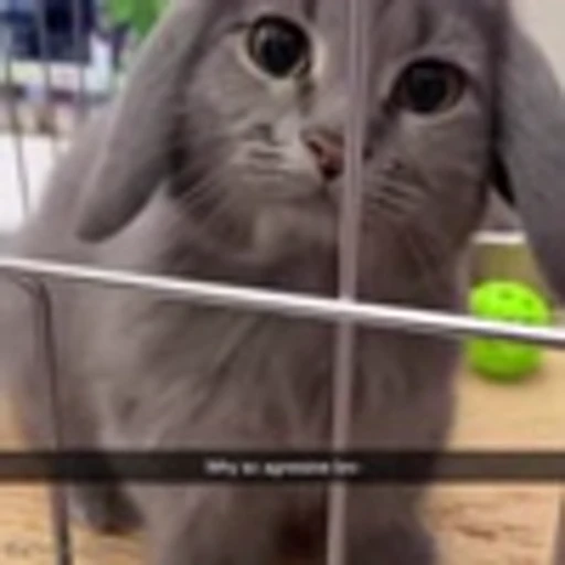 💔 Эмодзи «Cutie Cats» для Telegram