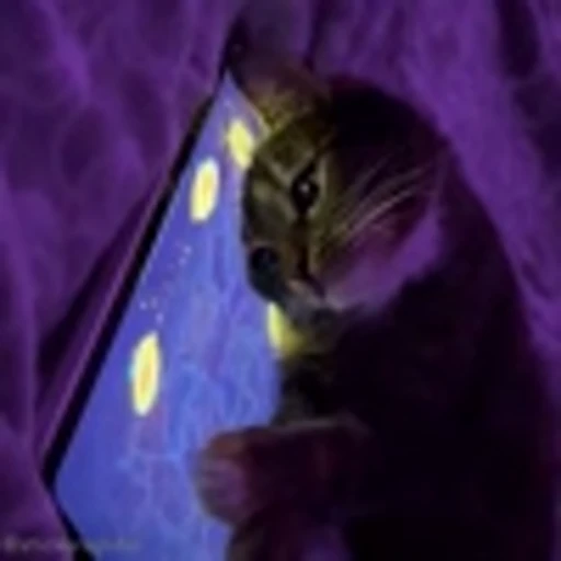 😔 Эмодзи «Cutie Cats» для Telegram