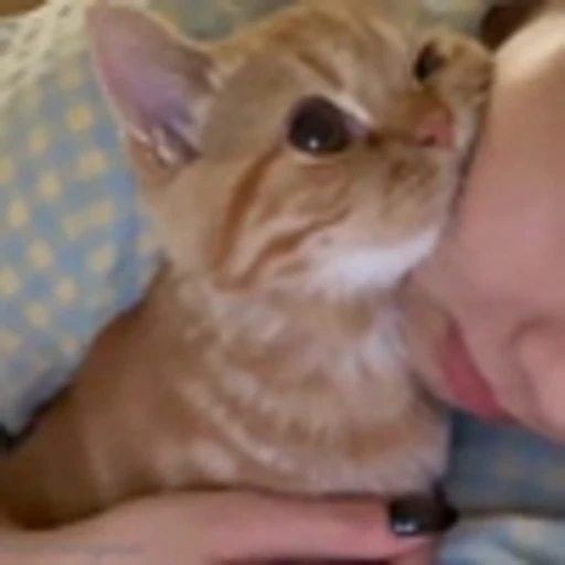 Стикерпак Cutie Cats для Telegram
