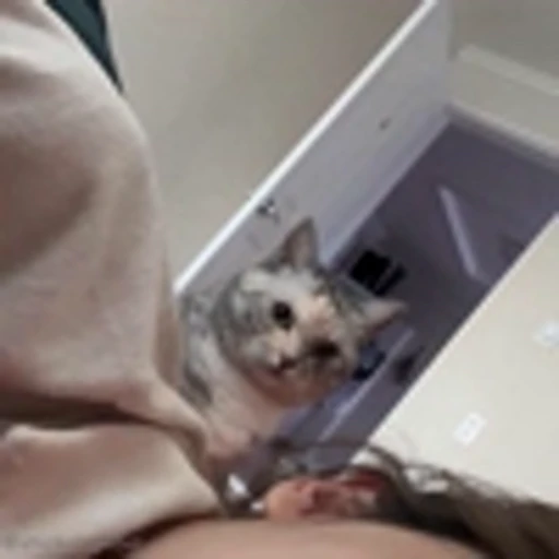 😒 Эмодзи «Cutie Cats» для Telegram