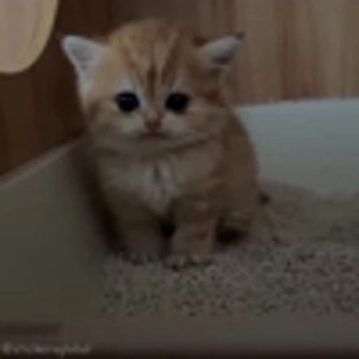 🙂 Эмодзи «Cutie Cats» для Telegram