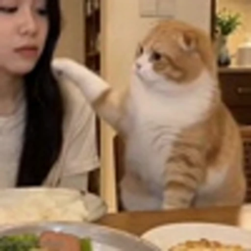 👊 Эмодзи «Cutie Cats» для Telegram