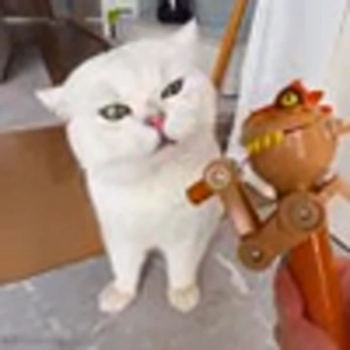 😂 Эмодзи «Cutie Cats» для Telegram