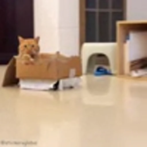 🏃‍♂ Эмодзи «Cutie Cats» для Telegram