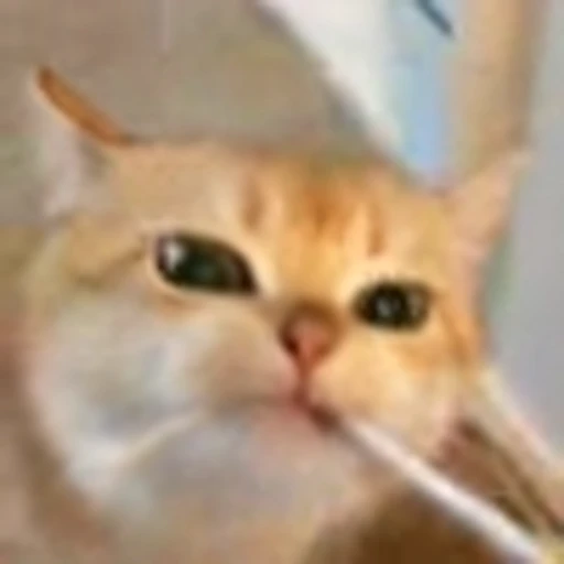 😕 Эмодзи «Cutie Cats» для Telegram