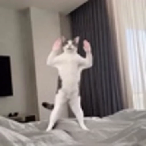 🤣 Эмодзи «Cutie Cats» для Telegram
