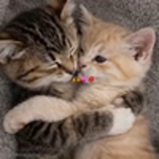 🫶 Эмодзи «Cutie Cats» для Telegram