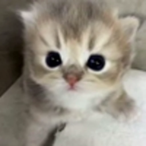 👀 Эмодзи «Cutie Cats» для Telegram
