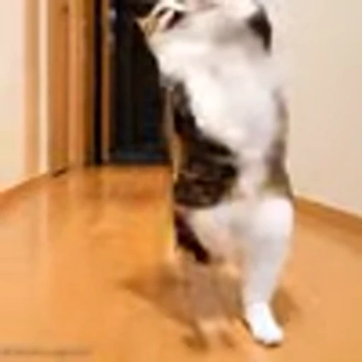 😂 Эмодзи «Cutie Cats» для Telegram