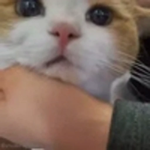 😛 Эмодзи «Cutie Cats» для Telegram