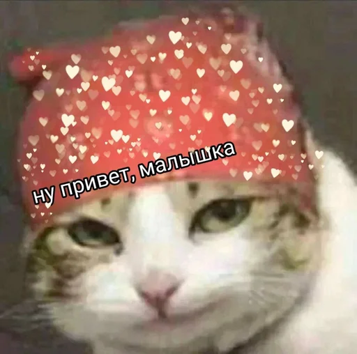 😍 Стикер «Коты на каждый день ?» для Telegram
