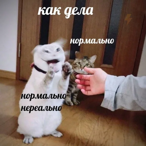 ⁉️ Стикер «Коты на каждый день ?» для Telegram