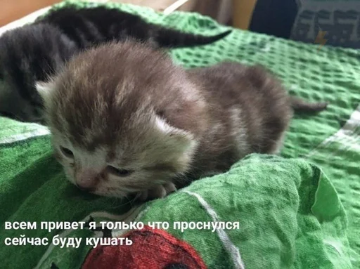 🌅 Стикер «Коты на каждый день ?» для Telegram