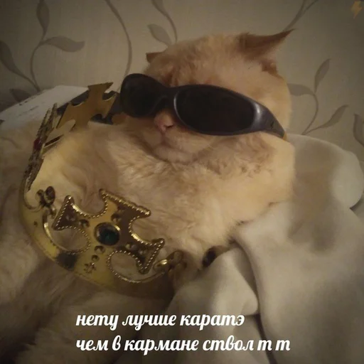 😎 Стикер «Коты на каждый день ?» для Telegram