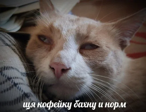 ☕️ Стикер «Коты на каждый день ?» для Telegram