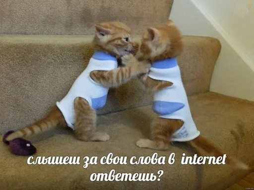 🙀 Стикер «Коты на каждый день ?» для Telegram