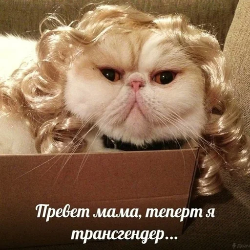 🏳‍🌈 Стикер «Коты на каждый день ?» для Telegram