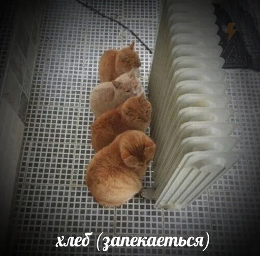 🍞 Стикер «Коты на каждый день ?» для Telegram