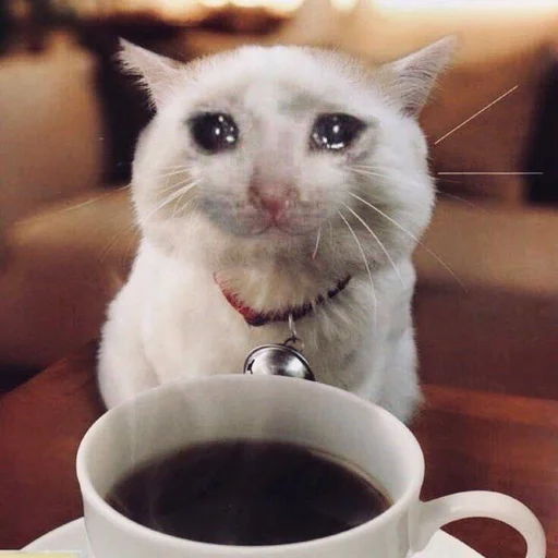 🥺 Стикер «Коты на каждый день ?» для Telegram