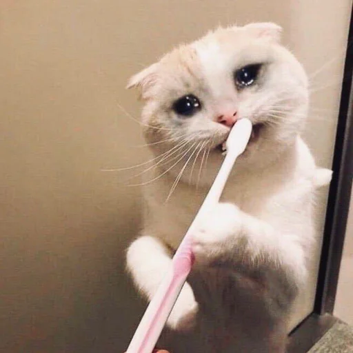 🥺 Стикер «Коты на каждый день ?» для Telegram