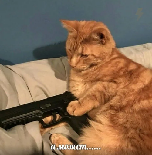 🔫 Стикер «Коты на каждый день ?» для Telegram